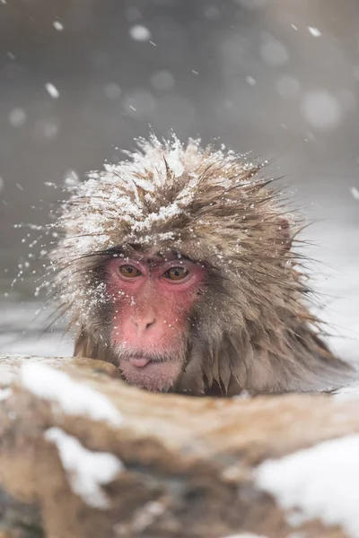 Gros Plan Sur Baignade Des Singes Dans Les Sources Thermales — Photo