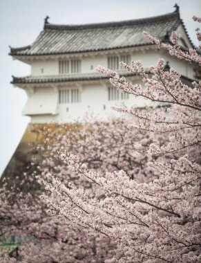 Japonya Himeji Kalesi, beyaz Heron Kalesi güzel sakura kiraz çiçeği sezonu