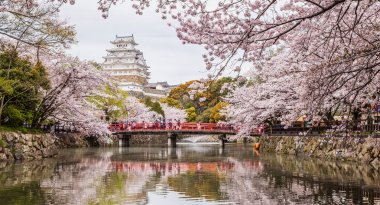 Japonya Himeji Kalesi, beyaz Heron Kalesi güzel sakura kiraz çiçeği sezonu