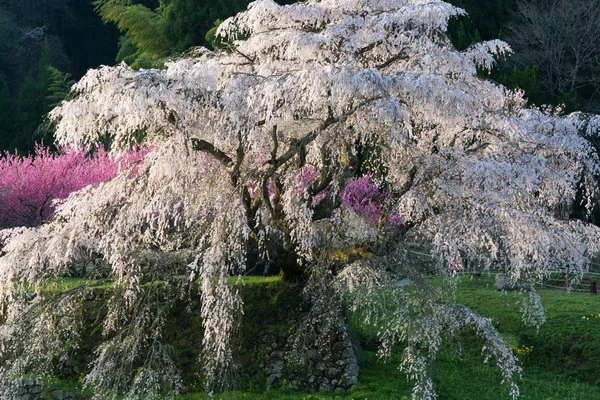 Matabei Sakura Querido Cerezo Gigante Plantado Área Hongo Ciudad Uda — Foto de Stock