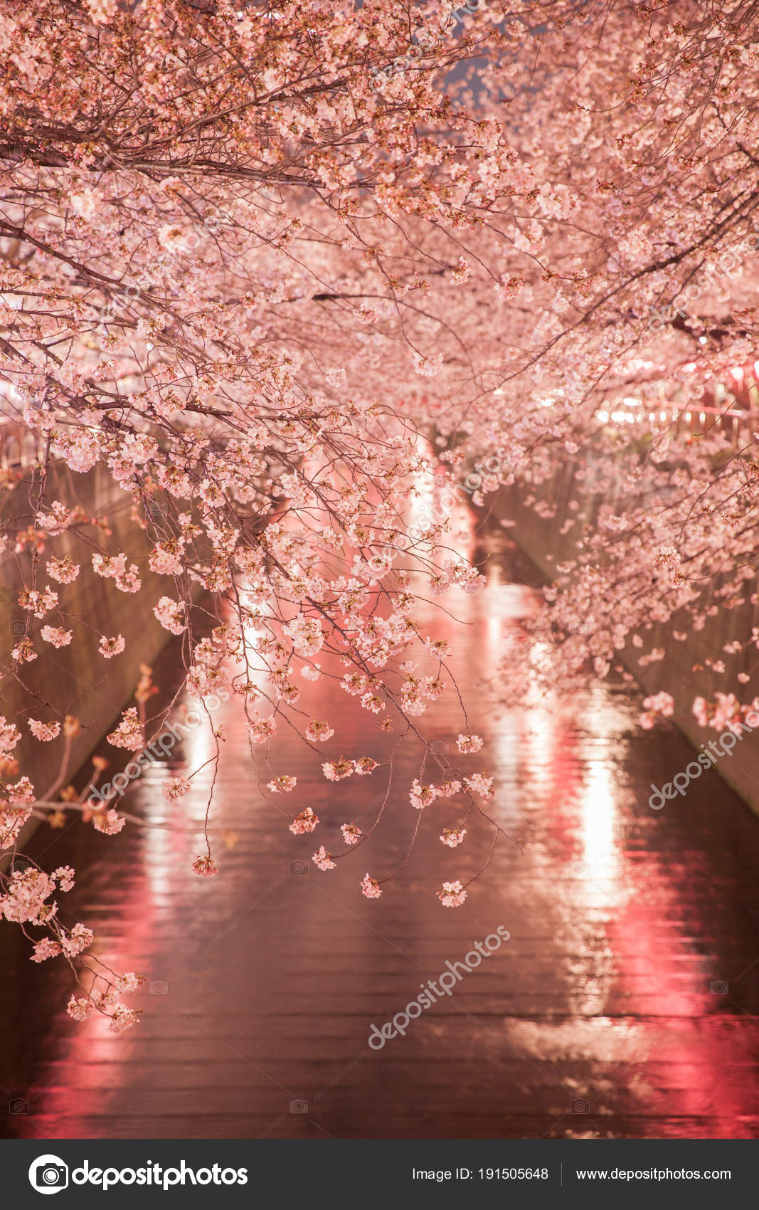 Light Sakura Cherry Blossom Water Channel Nakame Tokyo Stock Light Up Of Sakura Cherry Blossom Over Water Channel At Nakame Tokyo Photo By Torsakarin