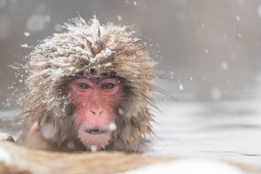 Nagano, Japonya, doğal sıcak bahar banyo maymun
