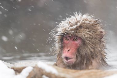 Nagano, Japonya, doğal sıcak bahar banyo maymun