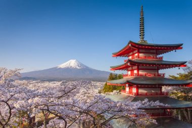 Fuji Dağı ve Chureito kırmızı pagoda sakura ağaçlar çiçek ile peyzaj