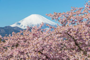 Sakura ağaçlar çiçek ve dağ Fuji bahar sezonu