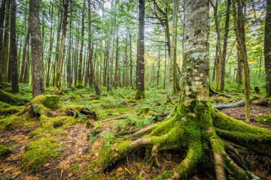 Moss yeşil ve Shirogane hiçbir Ike, Nagano orman