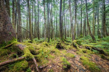 Moss yeşil ve Shirogane hiçbir Ike, Nagano orman