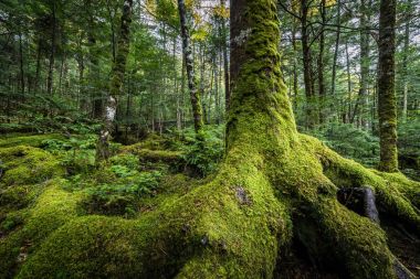 Moss yeşil ve Shirogane hiçbir Ike, Nagano orman