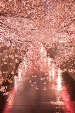 su kanalı Nakameguro, Tokyo, üzerinde Sakura kiraz ağaçları yak