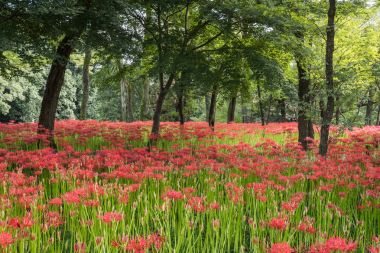 kırmızı örümcek lily orman çim 