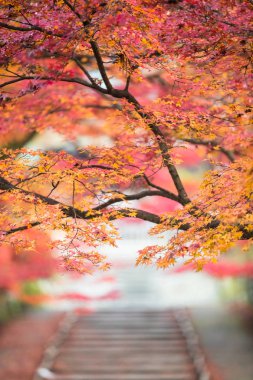 Kyoto Bishamondo tapınakta Sonbahar sezonu