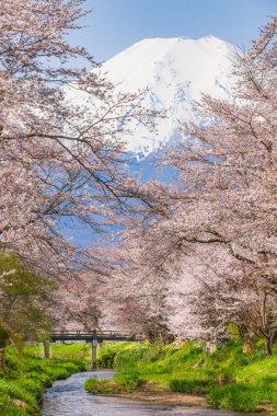 Sakura çiçeği ağaçlar ve dağ Fuji bahar sezonu