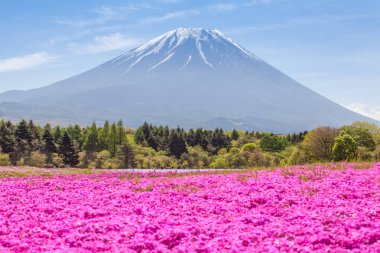 Pembe çiçekler ve dağ Fuji Sonbahar sezonu 