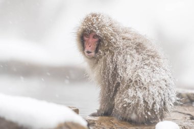 Nagano, Japonya, doğal sıcak bahar banyo maymun