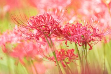 Sonbaharda kırmızı örümcek zambak yakın çekim
