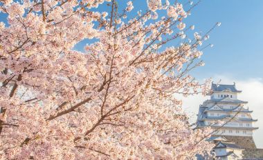 Sakura kiraz çiçeği ve bahar beyaz Heron kalede