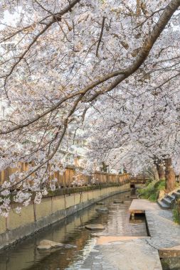 Sakura kiraz ağaçları su kanalı üzerinden bahar sezonunda ışık kadar