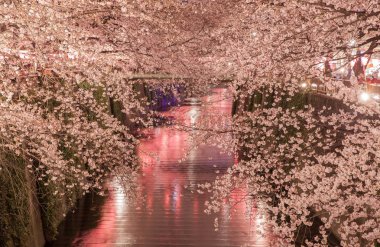 su kanalı Nakameguro, Tokyo, üzerinde Sakura kiraz ağaçları yak
