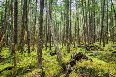 Moss yeşil ve Shirogane hiçbir Ike, Nagano orman