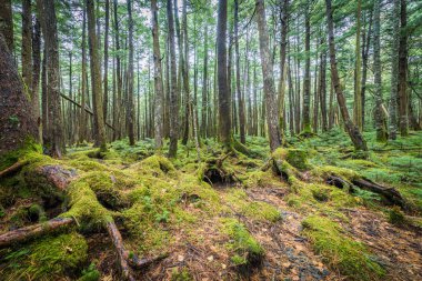 Moss yeşil ve Shirogane hiçbir Ike, Nagano orman