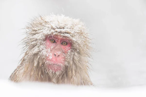 Nagano Japonya Doğal Sıcak Bahar Banyo Maymun — Stok fotoğraf