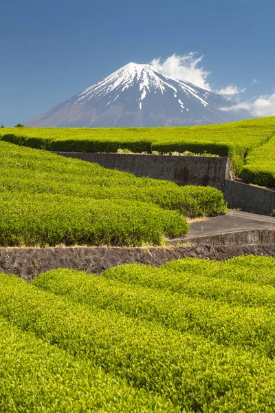 Čaj Farmy Hory Fudži Prefektuře Šizuoka Jaře — Stock fotografie