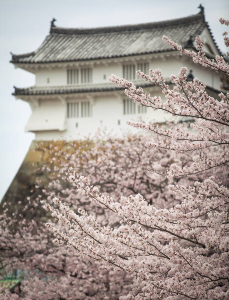 Sakura Cherry Blossom White Heron Castle Springtime — Stock Photo, Image
