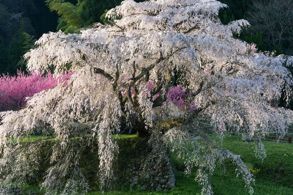 Matabei Sakura Drzewo Zasadzone Dzielnicy Hongo Uda Miasta Prefektura Nara — Zdjęcie stockowe
