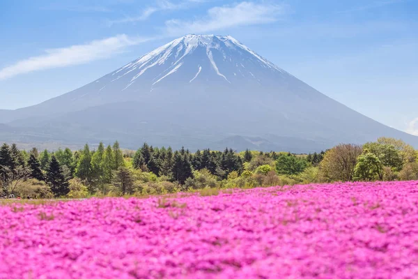 Campo Flores Rosa Montanha Fuji Temporada Outono — Fotografia de Stock