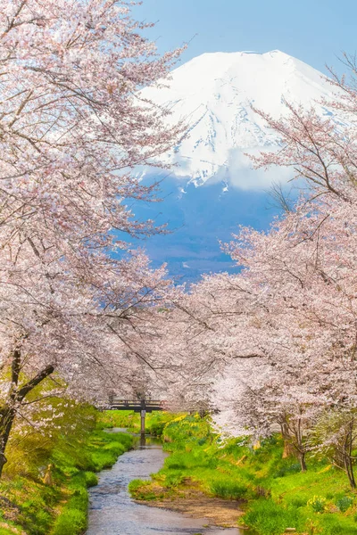 Sakura Bloesem Bomen Berg Fuji Lente Seizoen — Stockfoto