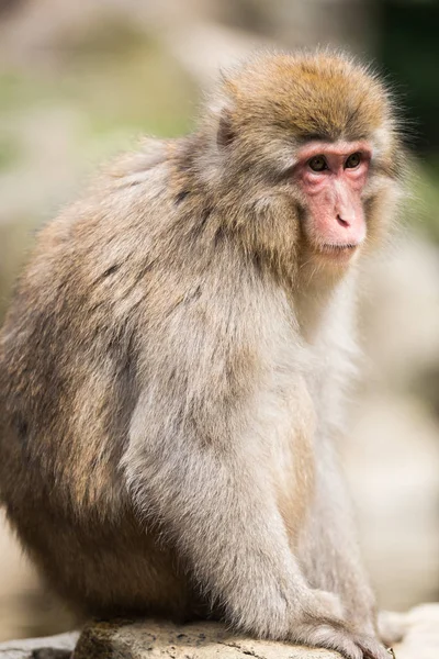 日本长野自然温泉附近的猴子肖像 — 图库照片
