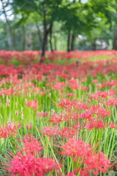 Close Van Red Spider Lelie Herfst — Stockfoto