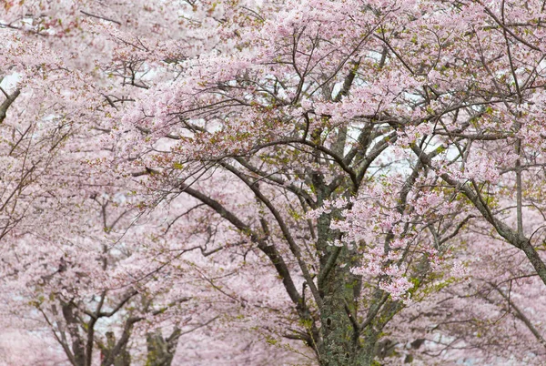 Sakura Δέντρα Ανθίζουν Στο Πάρκο Άνοιξη — Φωτογραφία Αρχείου