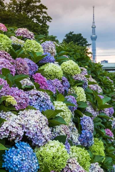 Hydrangea bush with on Tokyo Sky tree background