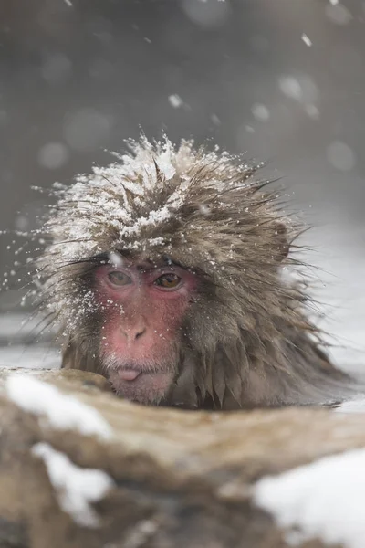 Baignade Singe Dans Une Source Eau Chaude Naturelle Nagano Japon — Photo