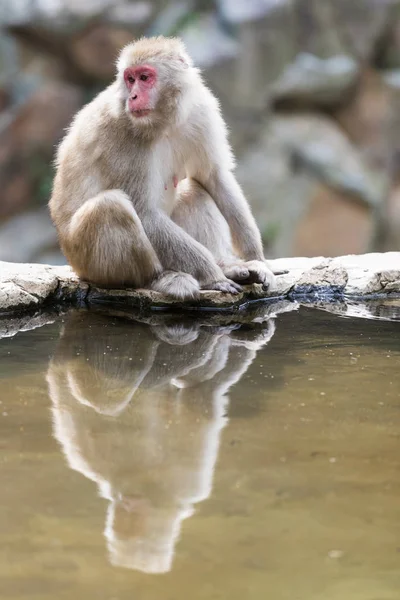 日本长野自然温泉猴沐浴 — 图库照片