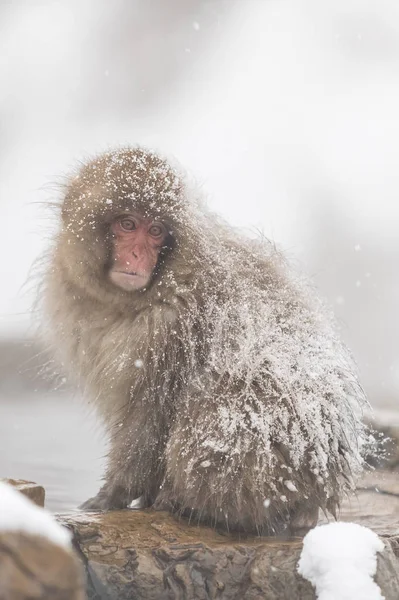 Opice Koupání Přírodní Horký Pramen Nagano Japonsko — Stock fotografie