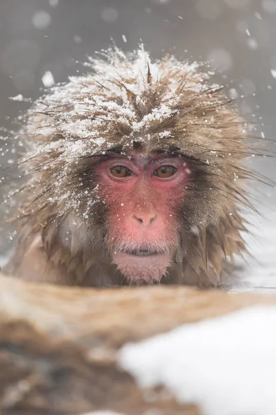 Banho Macaco Nascente Termal Natural Nagano Japão — Fotografia de Stock