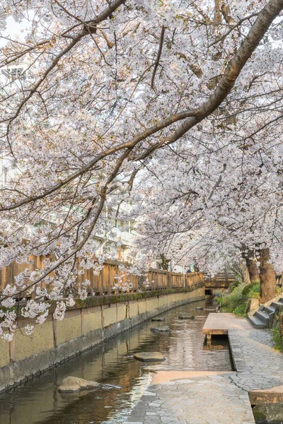 Kigyullad Sakura Cherry Blossom Víz Csatornán Tavaszi Szezon — Stock Fotó