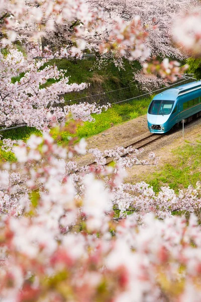 Pociąg Sakura Kwiat Wiśni Sezonu Yamakita Miasta Prefektura Kanagawa — Zdjęcie stockowe