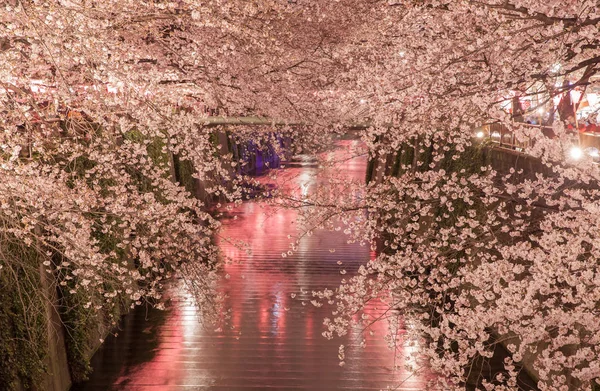 Зажигание Цветения Сакуры Водному Каналу Накамегуро Токио — стоковое фото