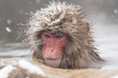 doğal sıcak bahar Jigokudani maymun Park banyo maymun