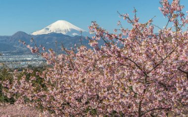 Kawazu Sakara ve dağ Fuji bahar sezonu