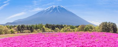 Pembe çiçekler ve dağ Fuji Sonbahar sezonu 