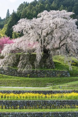 Uda city, Nara ili Hongo bölgede Matabei sakura ağacı dikti