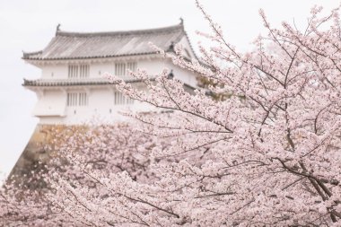 Sakura Hygo ili çiçeği ve beyaz Heron kale, ağaçlar