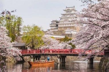 Hygo ili, Japonya - 04 Nisan 2016: tekne turist, sakura ağaçlar çiçek ve beyaz Heron kale ile yürüyüş 