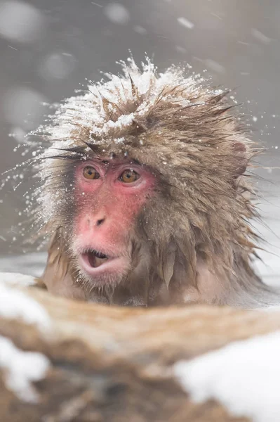 Opice Koupání Přírodní Horký Pramen Jigokudani Monkey Park — Stock fotografie