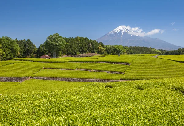 Čaj Farmy Hory Fudži Jaře Prefektura Šizuoka — Stock fotografie