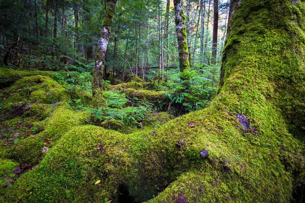 moss and green forest at Shirogane no ike, Nagano